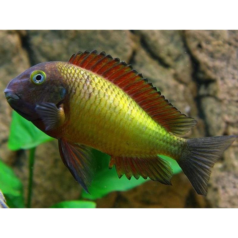 Tropheus moorii ilangu - imagine 4